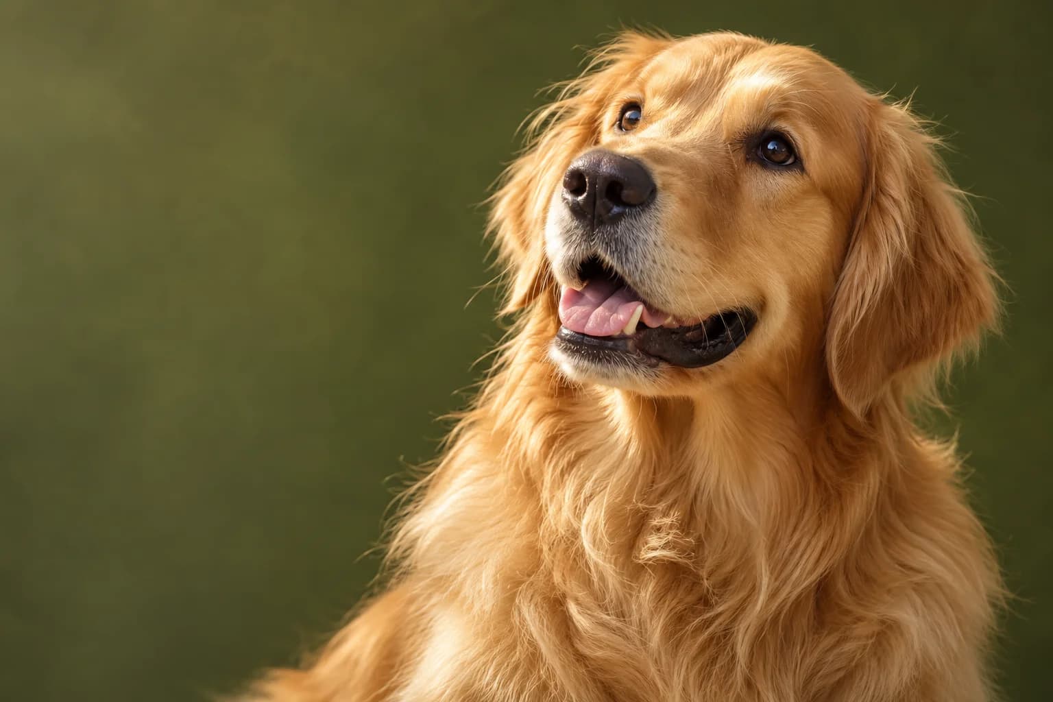 A healthy golden retriever looking up, bright eyed and alert